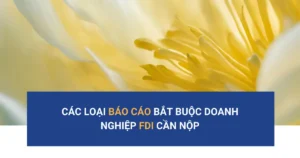 các loại báo cáo fdi